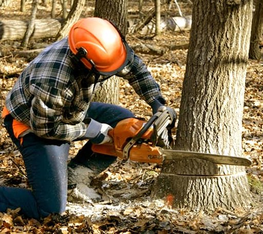 Tree Removal in Coarsegold, CA